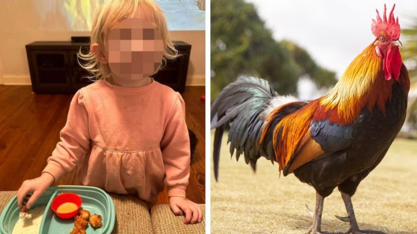 Un gallo de mascota ataca a una pequeña y su mamá lo hace nuggets como venganza