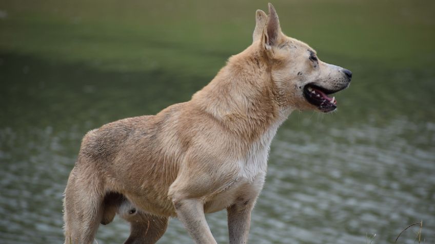 Insólito: un perrito “disparó” un arma y mató a un cazador de un tiro en la espalda