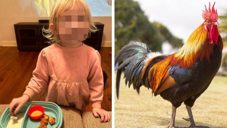 La mujer contó que el gallo arañó a la menor en el rostro y cuello. FOTO: Especial