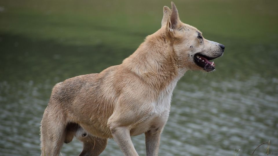 El perrito accionó el arma por error con una de sus patas.