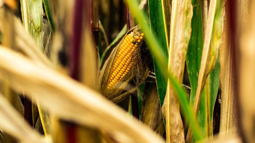 Sader: "Sector agropecuario no cumplirá sustitución total de maíz transgénico"