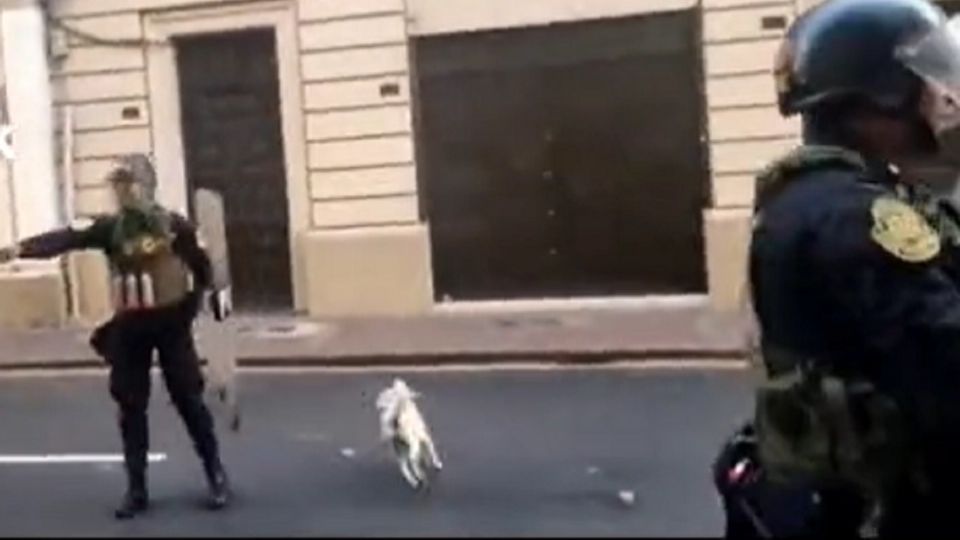 Perrito resultó afectado durante las protestas.