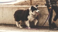 Perros: 4 trucos para cuidar su salud en esta época de frío