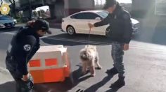 Héroes: policías de la CDMX rescatan a un perrito atropellado en Venustiano Carranza