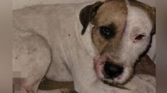 Justicia para "Morgan": cortaron la cola de un perrito con machete y vecinos denuncian que hay más casos