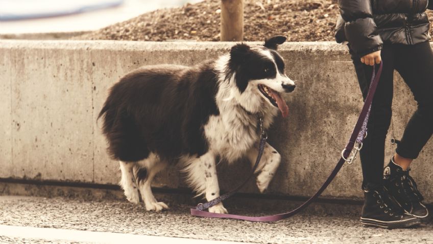 Perros: 4 trucos para cuidar su salud en esta época de frío