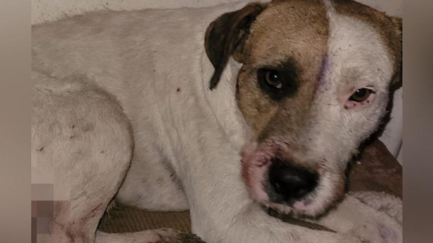 Justicia para "Morgan": cortaron la cola de un perrito con machete y vecinos denuncian que hay más casos