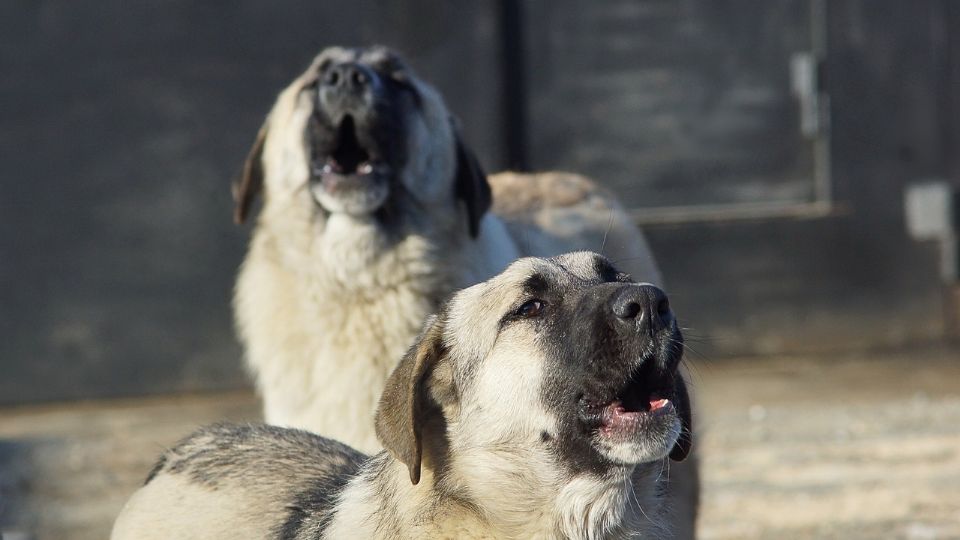 La víctima fue interceptada por cuatro perros de un vecino.