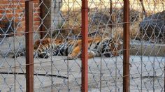 Rescatan a un tigre, búfalos y avestruces en un rancho de Jalisco