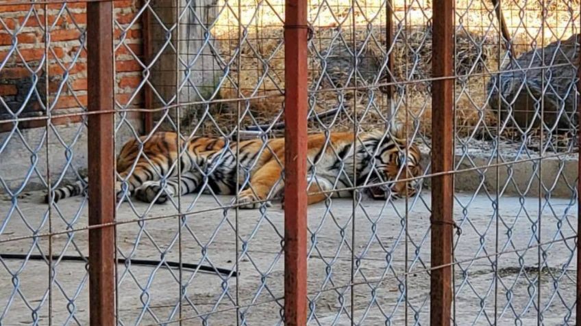 Rescatan a un tigre, búfalos y avestruces en un rancho de Jalisco