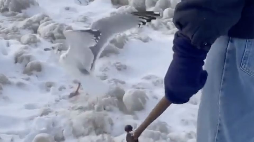 Las aves fueron ayudadas por un par habitantes de Buffalo