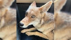 FOTOS: Coyote regresa a su hábitat tras ser atropellado y pasar casi un año en rehabilitación