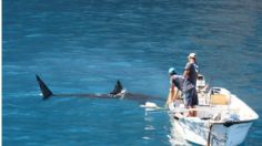 Tiburones blancos alertan a Sonora: suman 4 pescadores devorados en menos de un mes