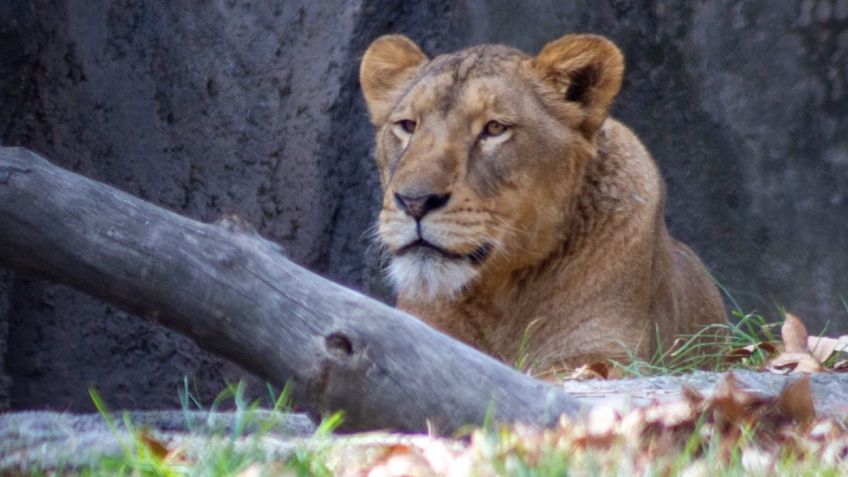 Así se ven los leones del santuario Black Jaguar-White Tiger a meses de haber sido rescatados