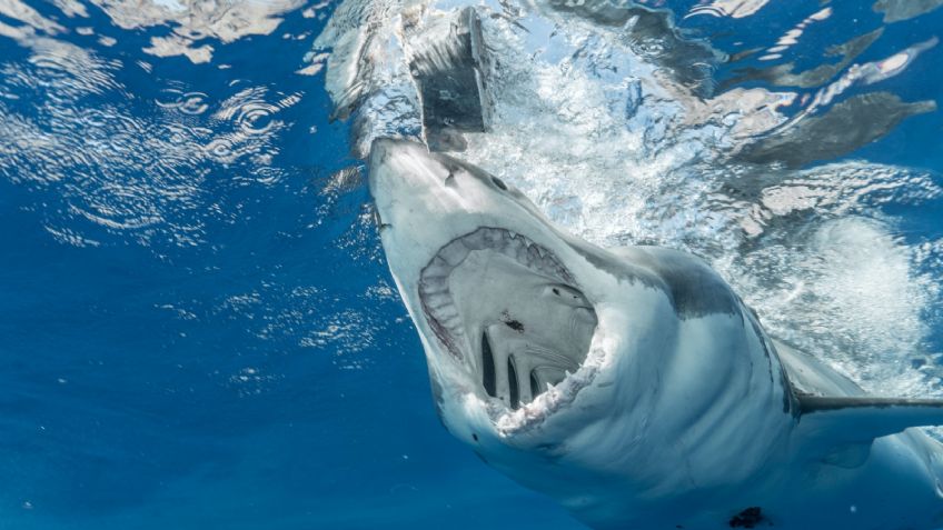 Conmoción en Sonora: un tiburón blanco le arrancó la cabeza y los brazos a un pescador