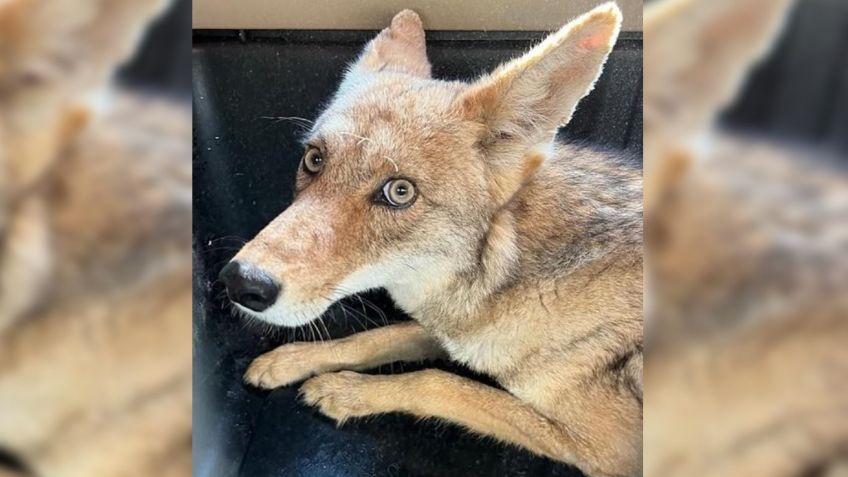 FOTOS: Coyote regresa a su hábitat tras ser atropellado y pasar casi un año en rehabilitación