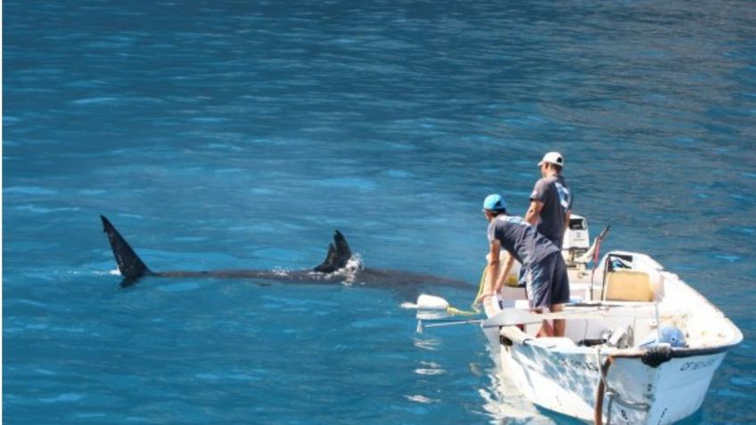 Tiburones blancos alertan a Sonora: suman 4 pescadores devorados en menos de un mes