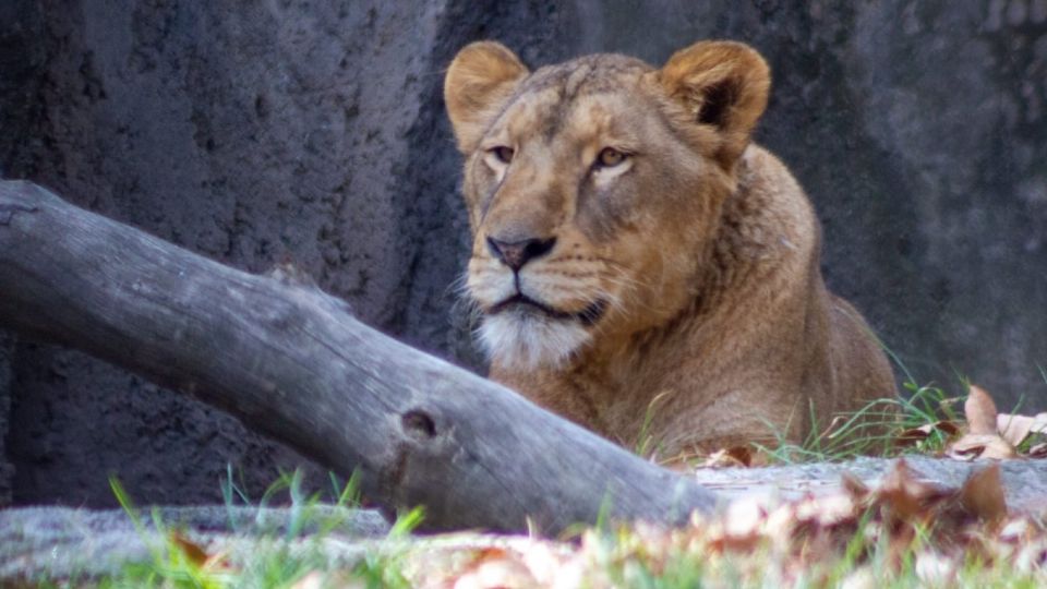 Los animales se encuentran muy recuperados tras su proceso de rehabilitación.