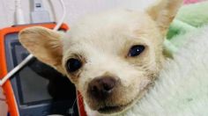 "Eres grande, Pincky": perrito chihuahua es perforado por un trinche tras defender su casa de un ladrón