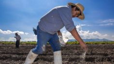 Darán fertilizantes gratis a 2 millones de productores del campo: “Que coman los que nos dan de comer”