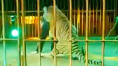 VIDEO | Un tigre atacó brutalmente a su domador en circo de Italia