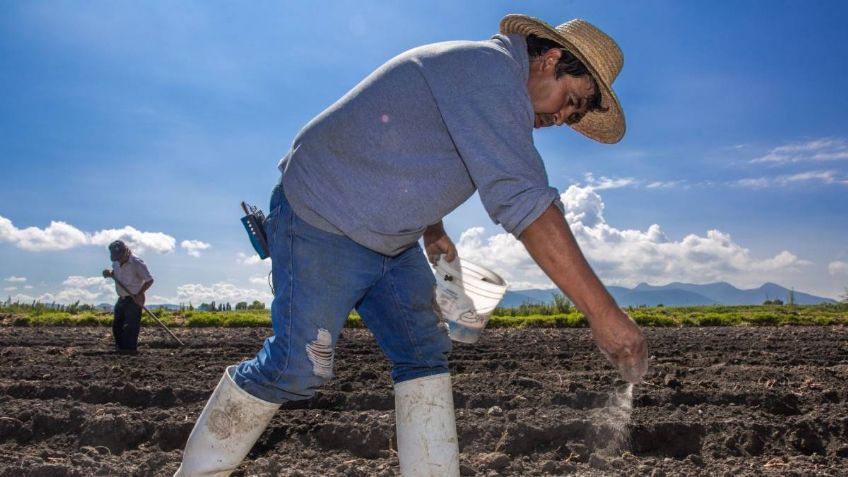 Darán fertilizantes gratis a 2 millones de productores del campo: “Que coman los que nos dan de comer”