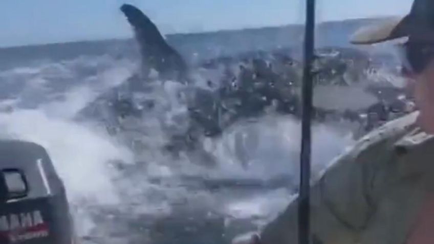 VIDEO | El escalofriante momento en que orcas persiguen a pescadores en playas de Michoacán: “¡Dale recio!”