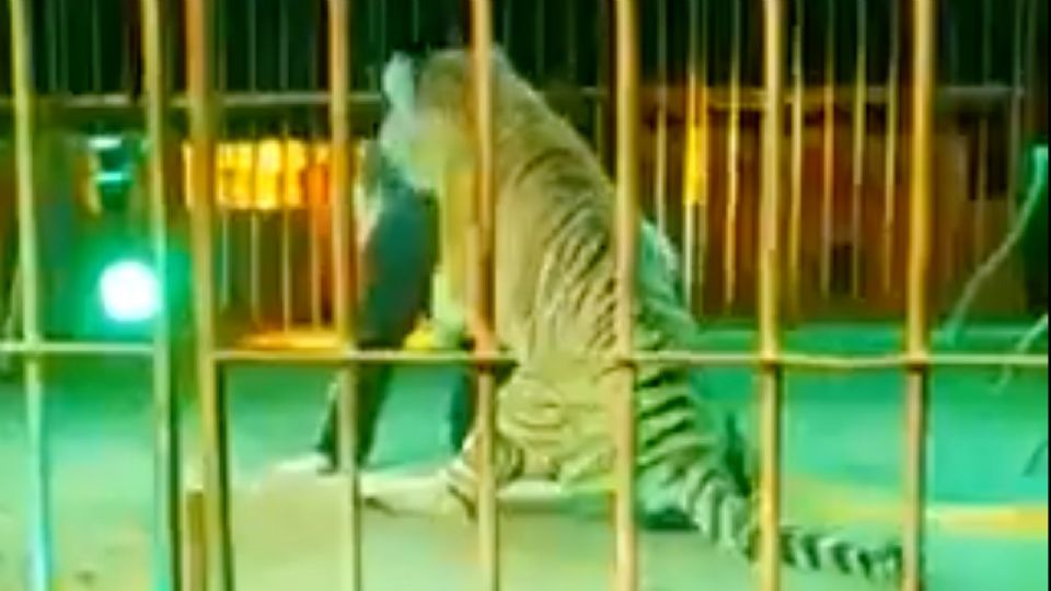 Un tigre se lazó contra su domador