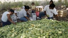 Productores de mango del Istmo de Tehuantepec ven afectada la exportación del fruto a EU