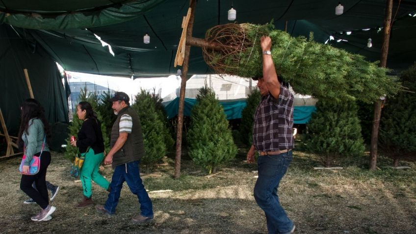 Alcaldía Álvaro Obregón invita a reciclar los árboles naturales de Navidad