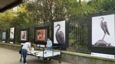 Amador Montes presenta su fauna creativa en las rejas de Chapultepec