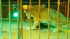 VIDEO | Brutal ataque: tigre mordió a su domador mientras daban una función de circo