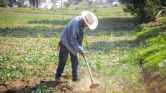 Sedema ha reactivado casi 5 mil hectáreas de Suelo de Conservación en la CDMX