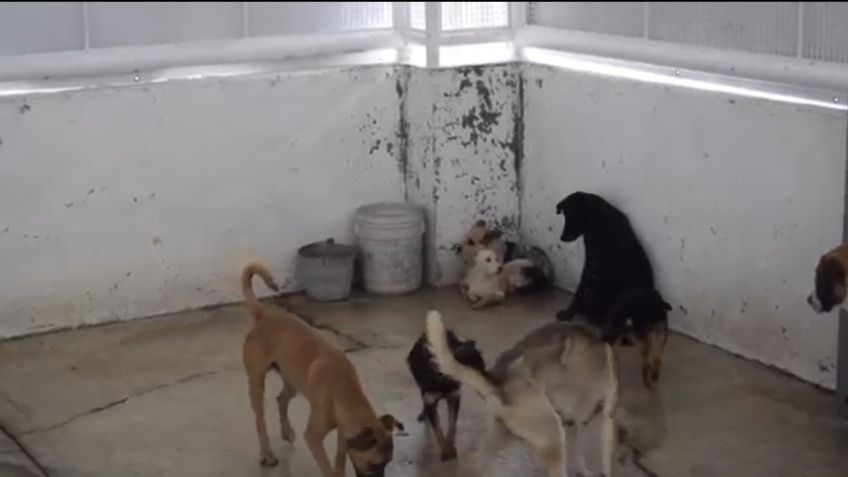 En la congeladora iniciativa para prohibir peleas de perros ilegales en Aguascalientes