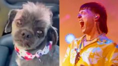 "Al puro estilo bélico": Peso Pluma ya tiene un doble no oficial, así luce el perrito que adoptó el look del cantante