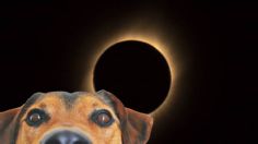 Así afectan los eclipses solares el comportamiento de tus mascotas