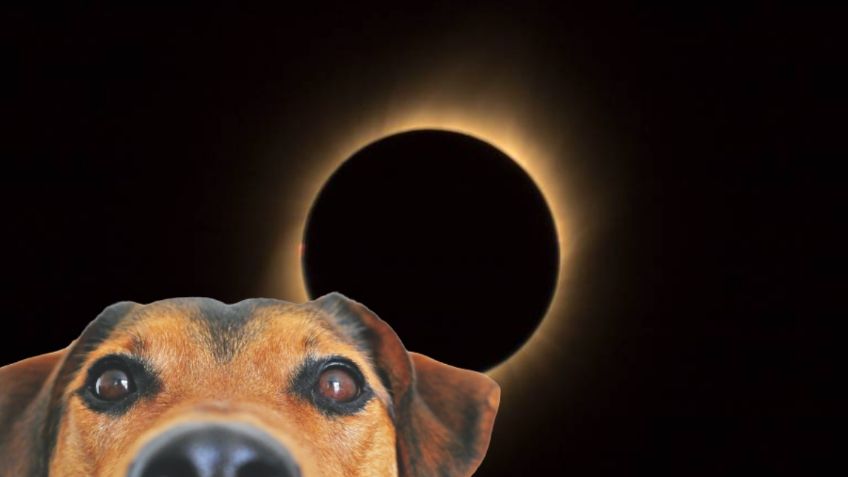 Así afectan los eclipses solares el comportamiento de tus mascotas