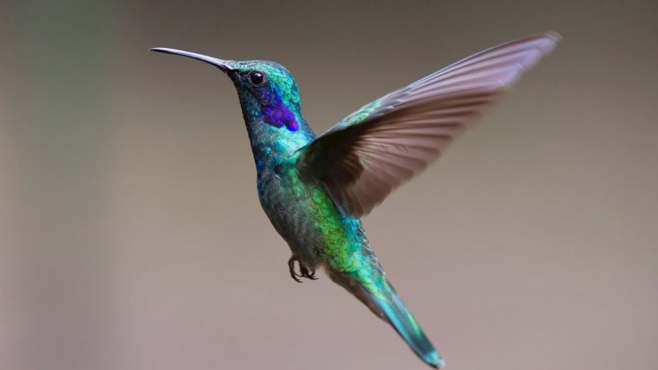 Los colibríes tienen un corazón grande para bombear con mayor rapidez y que pueda obtener todo el oxígeno que necesitan para aletear a velocidades tan altas