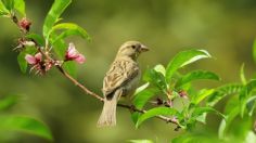 ¿Un pajarito se metió a tu casa? Este el verdadero significado de su visita