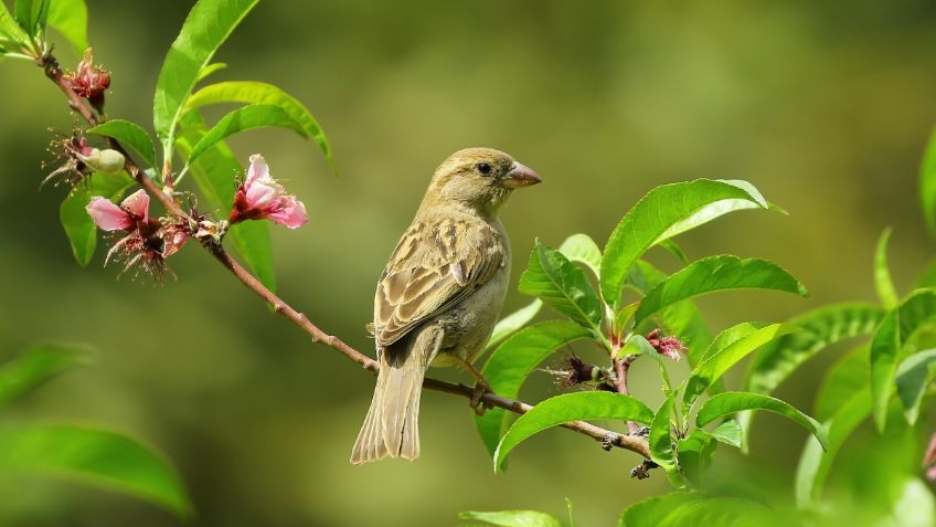 ¿Un pajarito se metió a tu casa? Este el verdadero significado de su visita