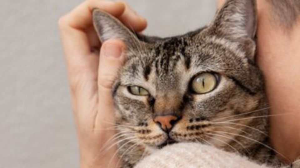 Respira profundo antes de conocer el tiempo que los gatos recuerdan a sus dueños