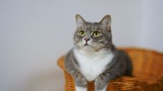 ¿Por qué mi gato no usa su arenero?, conoce las 5 razones más comunes