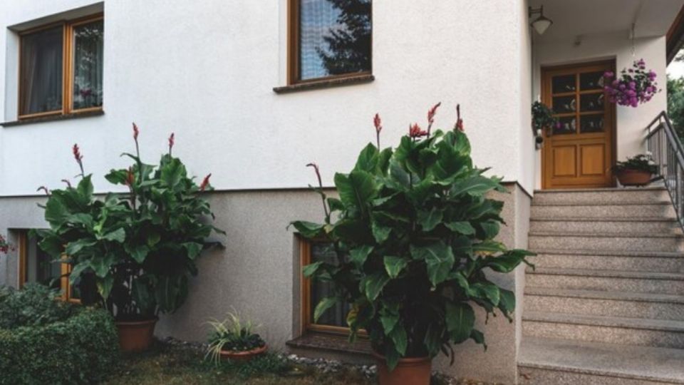 La planta del dinero colgante es una de las que albergan más energía en sus hojas para atraer abundancia y prosperidad