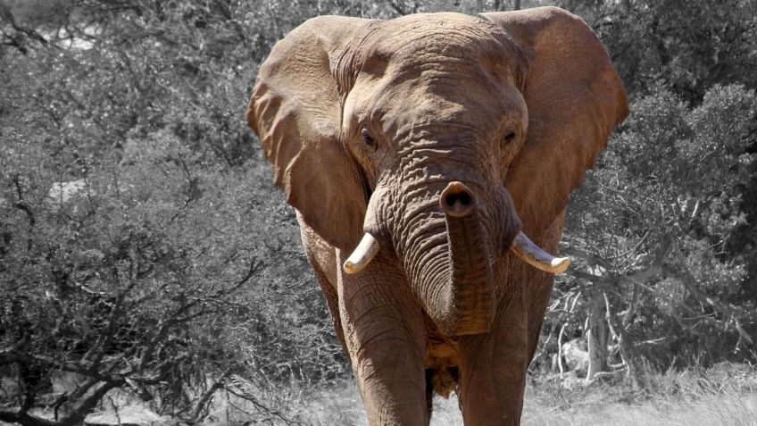 IMÁGENES FUERTES: captan brutal ataque de elefante a un niño que lo molestaba