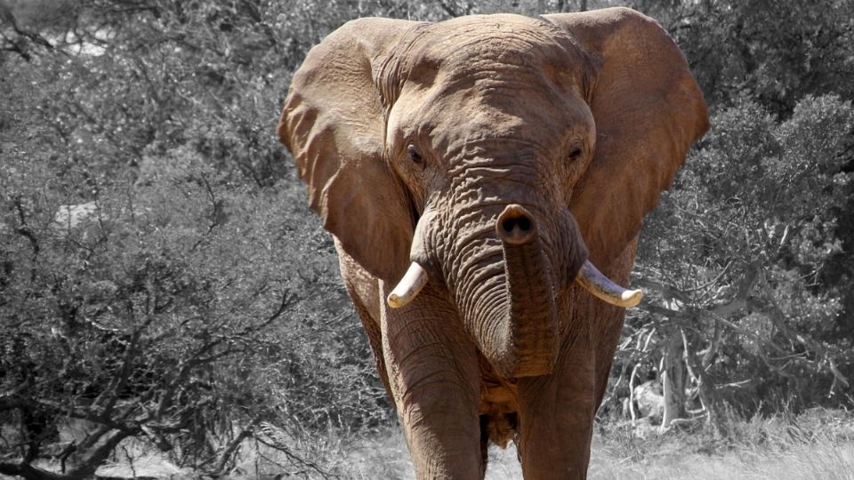 El elefante aplastó contra el piso en varias ocasiones al joven.