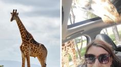 Vacaciones de terror: familia disfrutaba de un safari cuando una jirafa se cayó y los aplastó en su auto