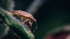 Con vinagre blanco, así puedes evitar que las chinches infesten tu ropa