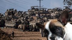 ¿Qué ha pasado con las mascotas en el conflicto entre Israel y Hamás?