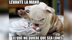 10 memes de perritos bonitos para empezar con motivación la semana, ¡feliz lunes!