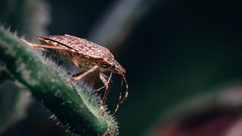 Con vinagre blanco, así puedes evitar que las chinches infesten tu ropa